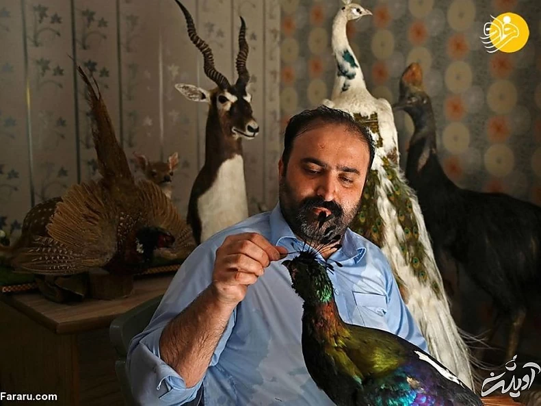 (تصاویر) تاکسیدرمی حیوانات خانگی پس از مرگ